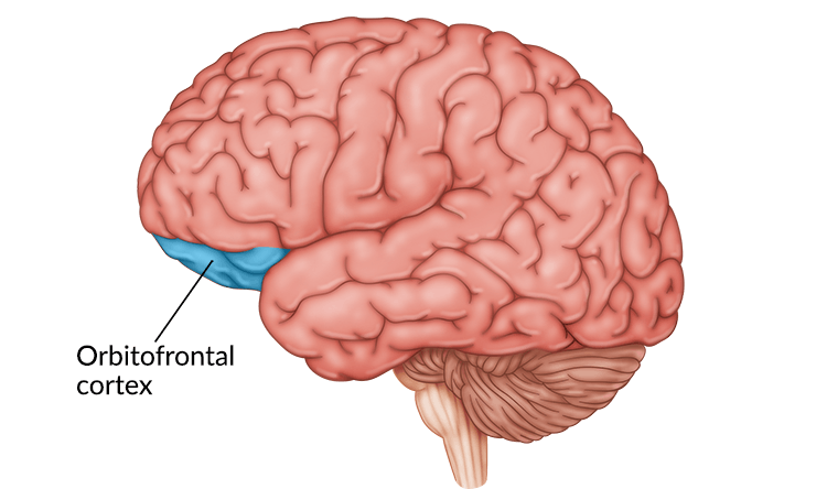 Chronic Pain Linked to Brain Signals in Orbitofrontal Cortex - The